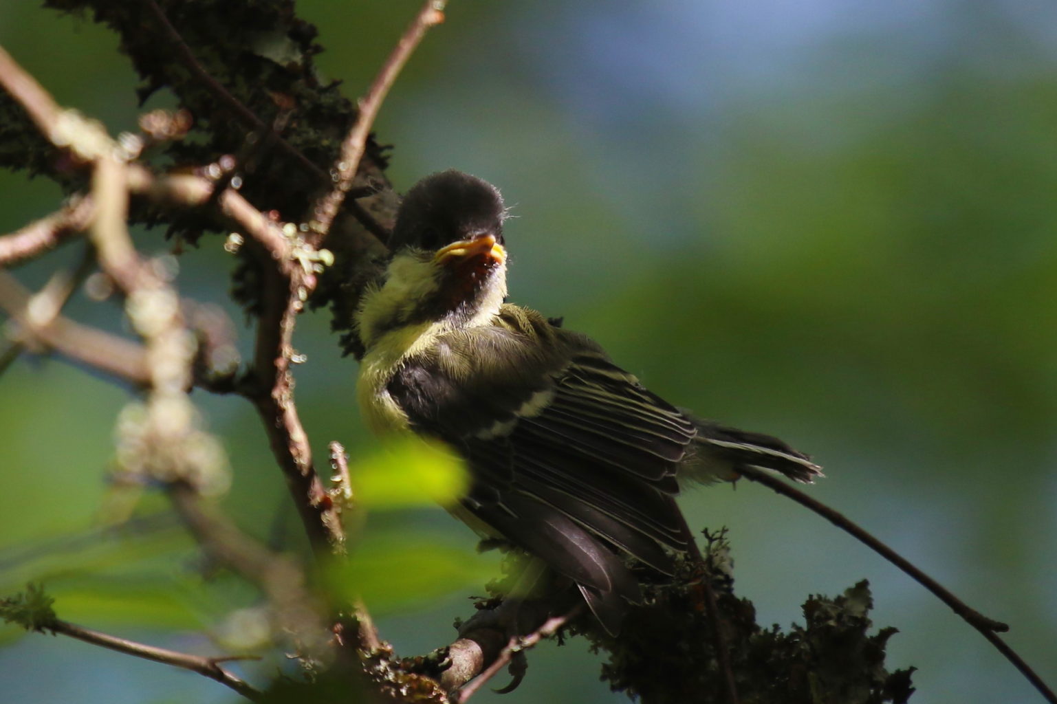 Valokuvaaja: Kauko Simonen