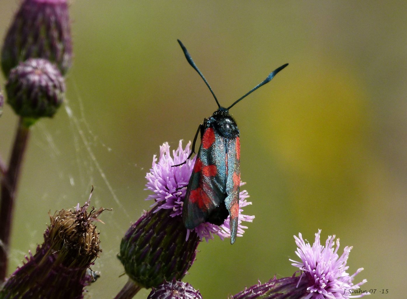 Valokuvaaja: Jaana Svahn