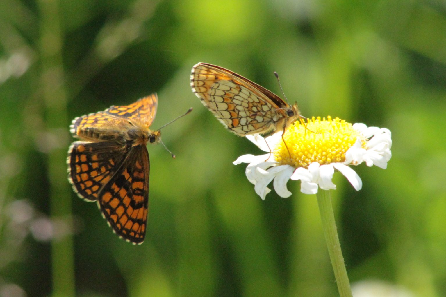 Valokuvaaja: Päivi Salonen