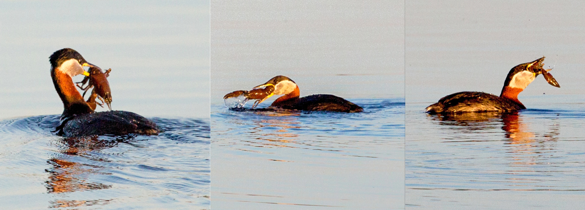 Valokuvaaja: Anna-Liisa Pirhonen