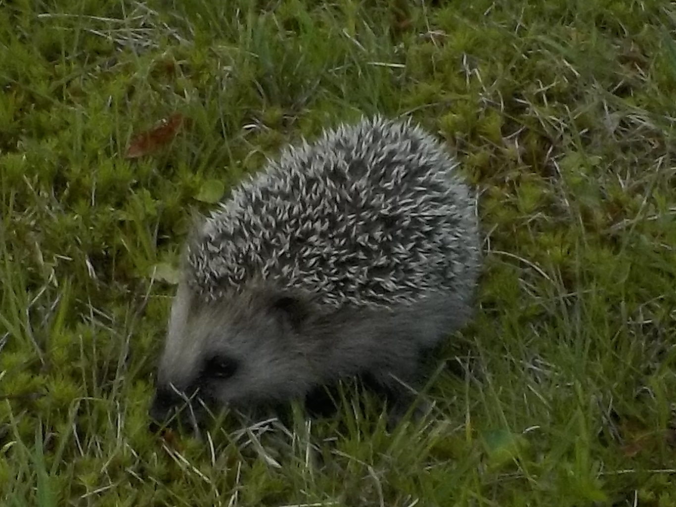 Valokuvaaja: lea mäyrä