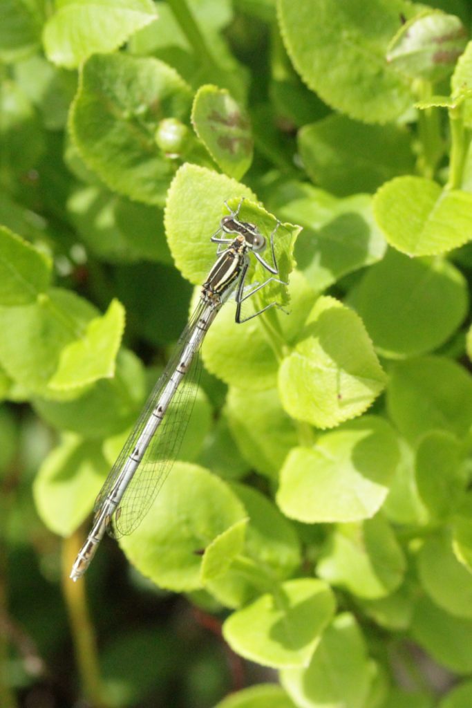 Valokuvaaja: Päivi Salonen