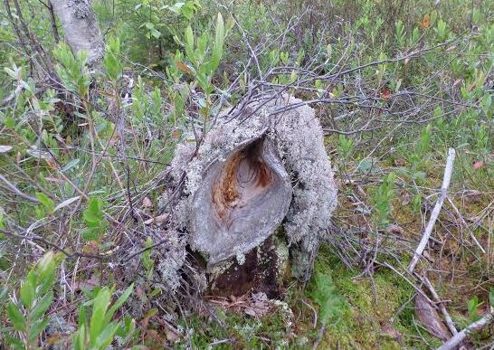 Valokuvaaja: Hannu Rissanen