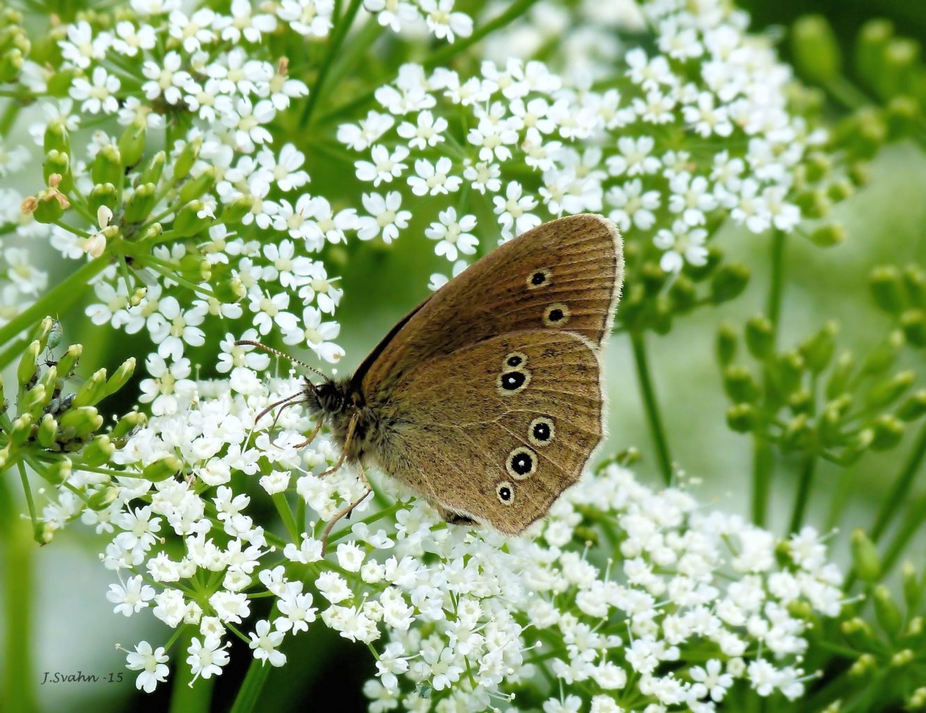 Valokuvaaja: Jaana Svahn