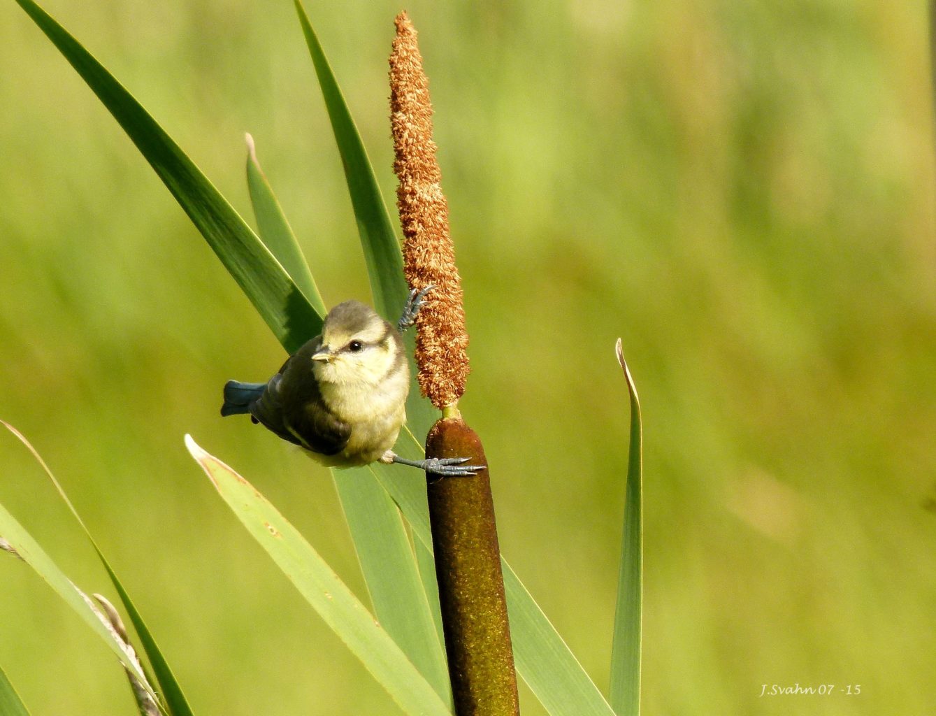 Valokuvaaja: Jaana Svahn
