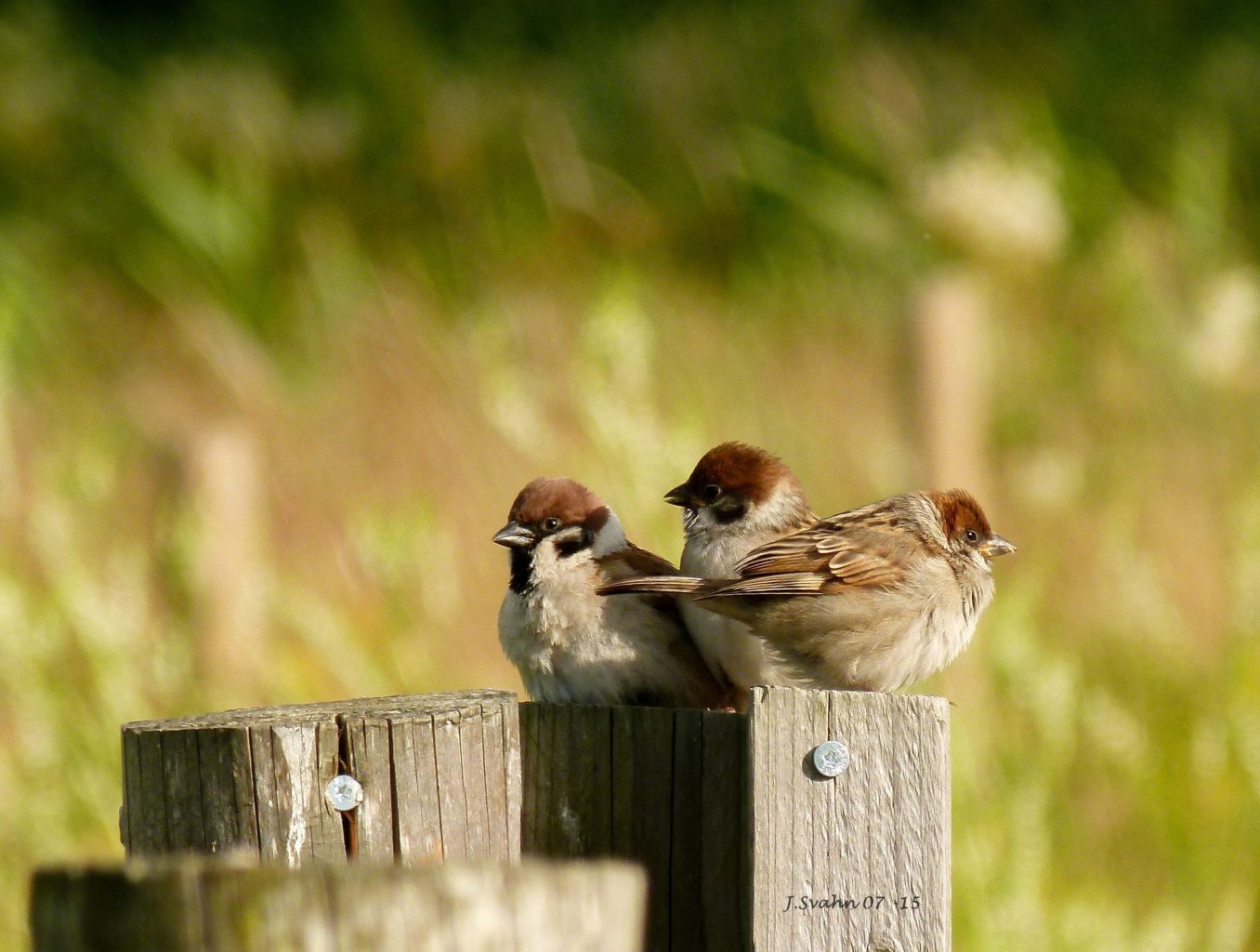 Valokuvaaja: Jaana Svahn