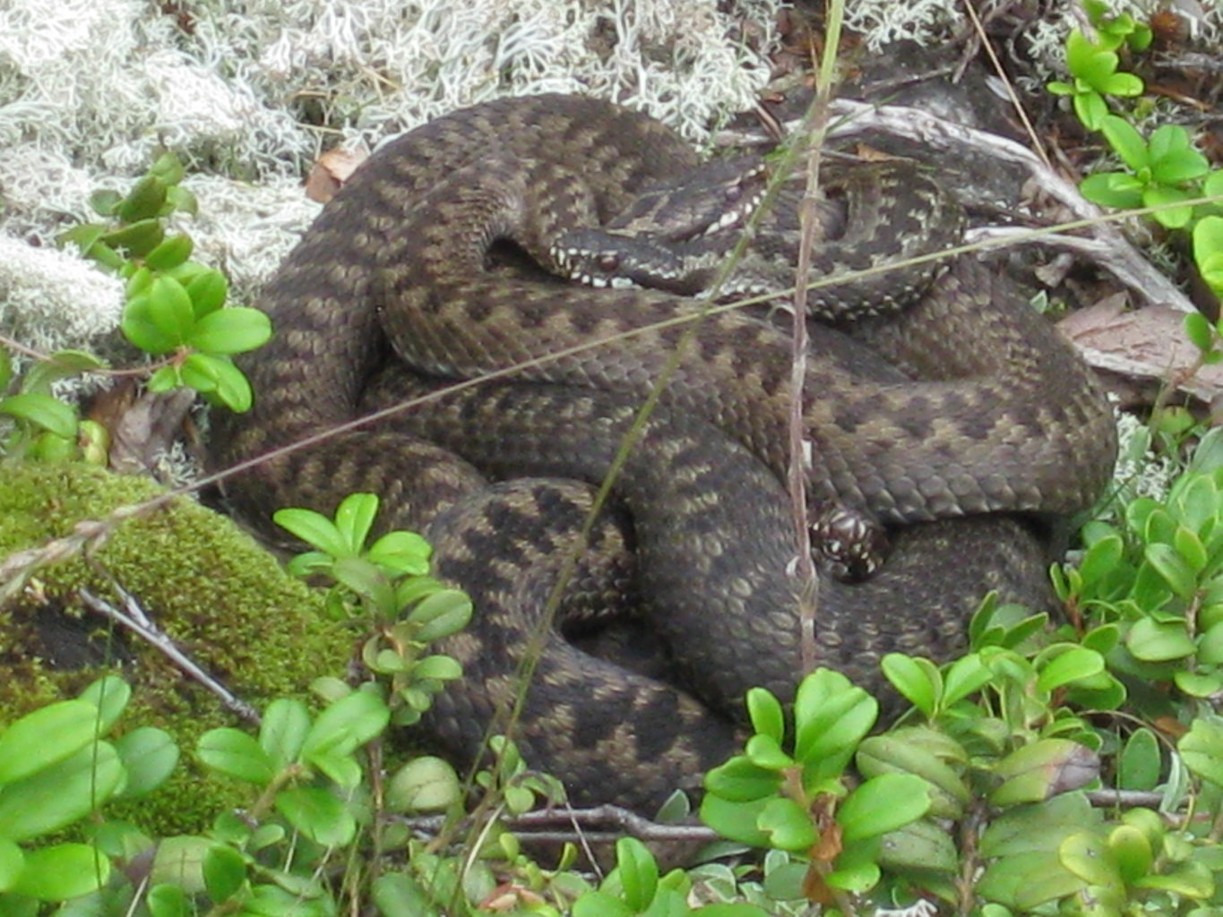 Valokuvaaja: yrjo lukkari Valokuvaaja: yrjo lukkari
