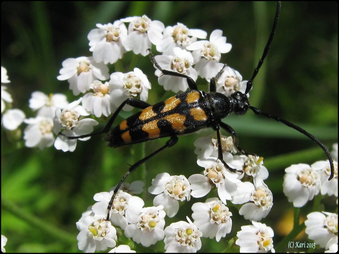 Valokuvaaja: Kari Saarinen Valokuvaaja: Kari Saarinen