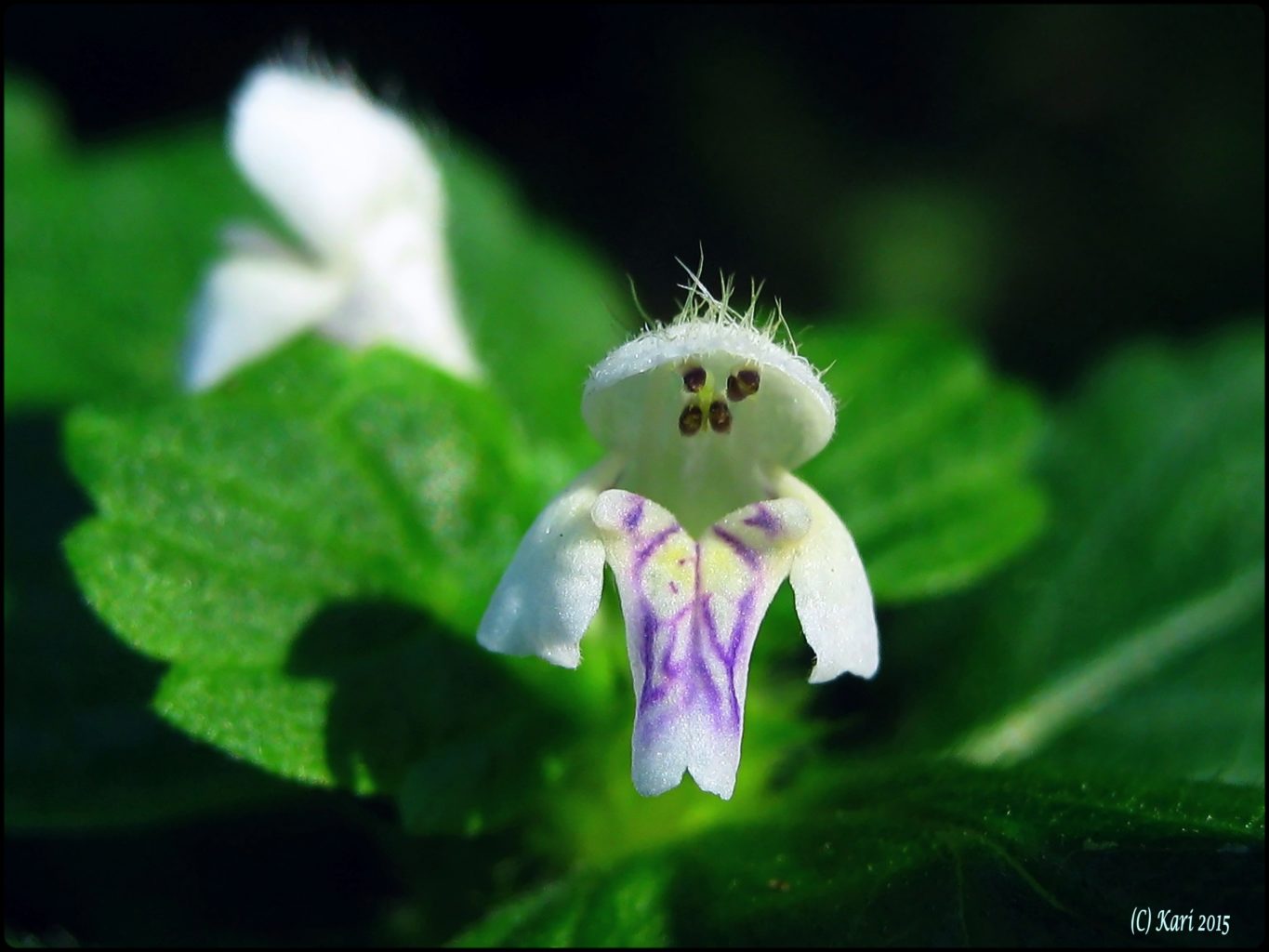 Valokuvaaja: Kari Saarinen