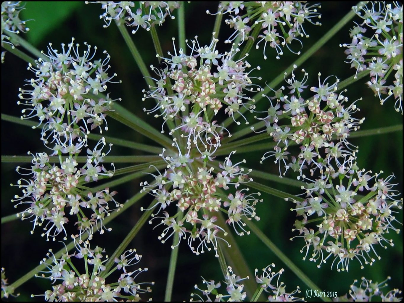 Valokuvaaja: Kari Saarinen Valokuvaaja: Kari Saarinen