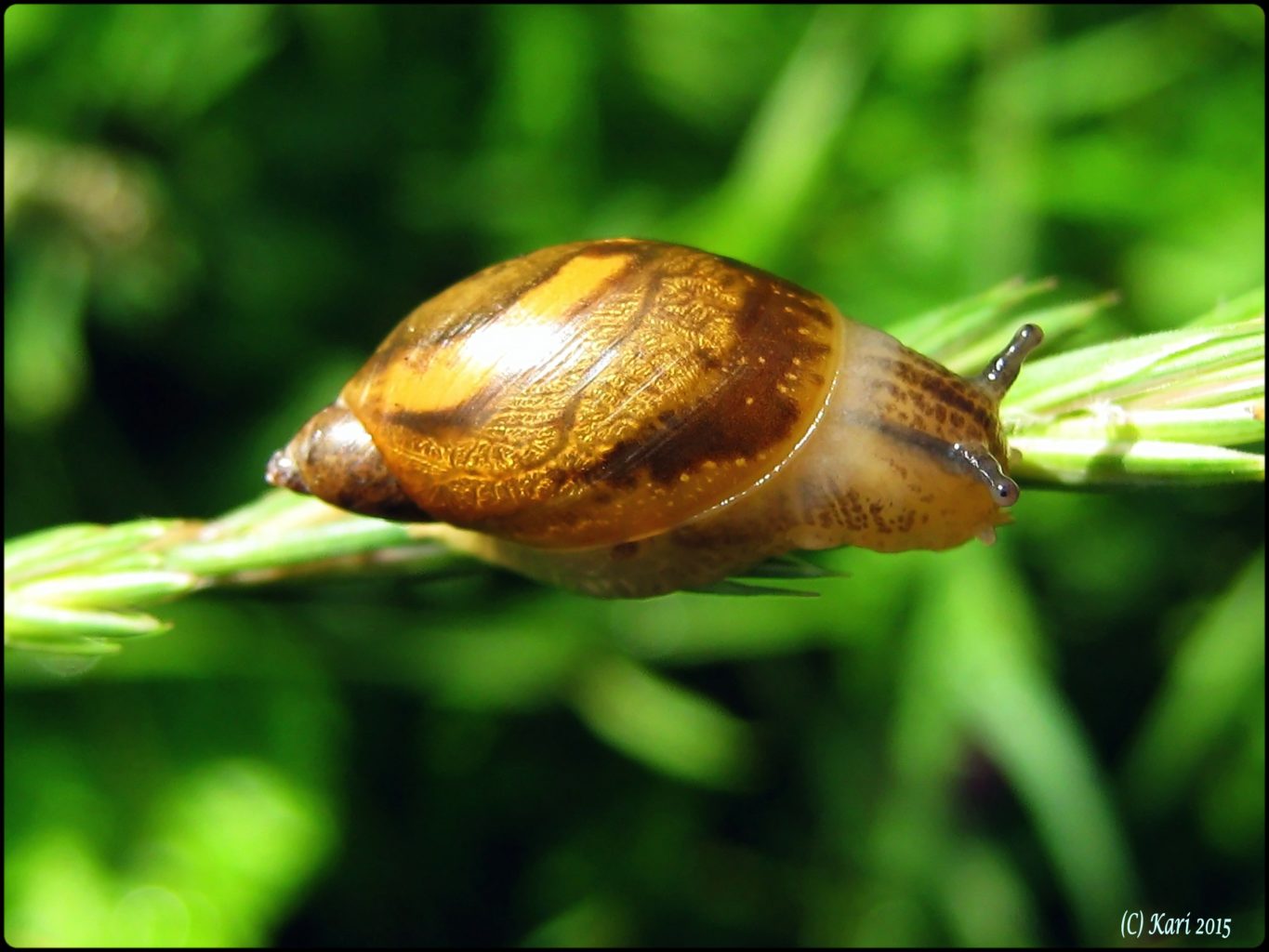 Valokuvaaja: Kari Saarinen