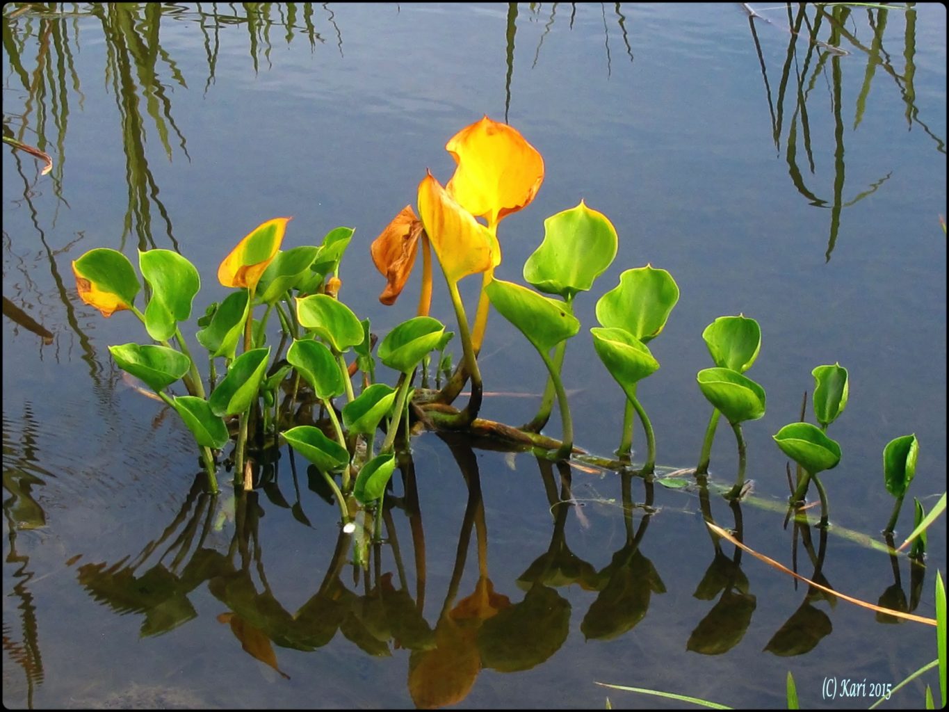 Valokuvaaja: Kari Saarinen