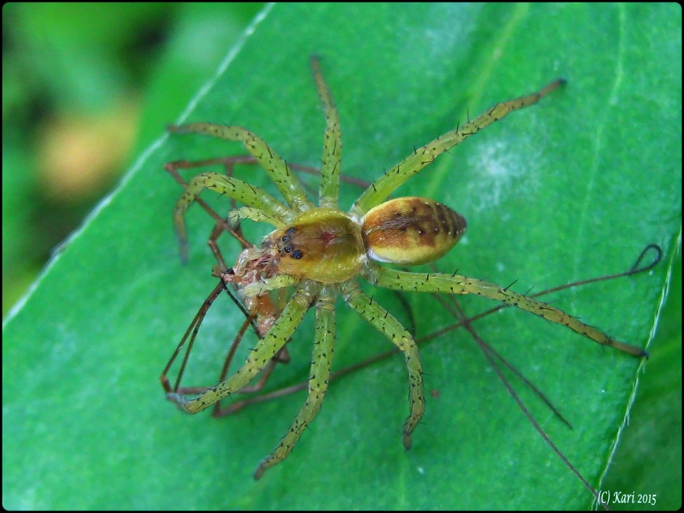 Valokuvaaja: Kari Saarinen