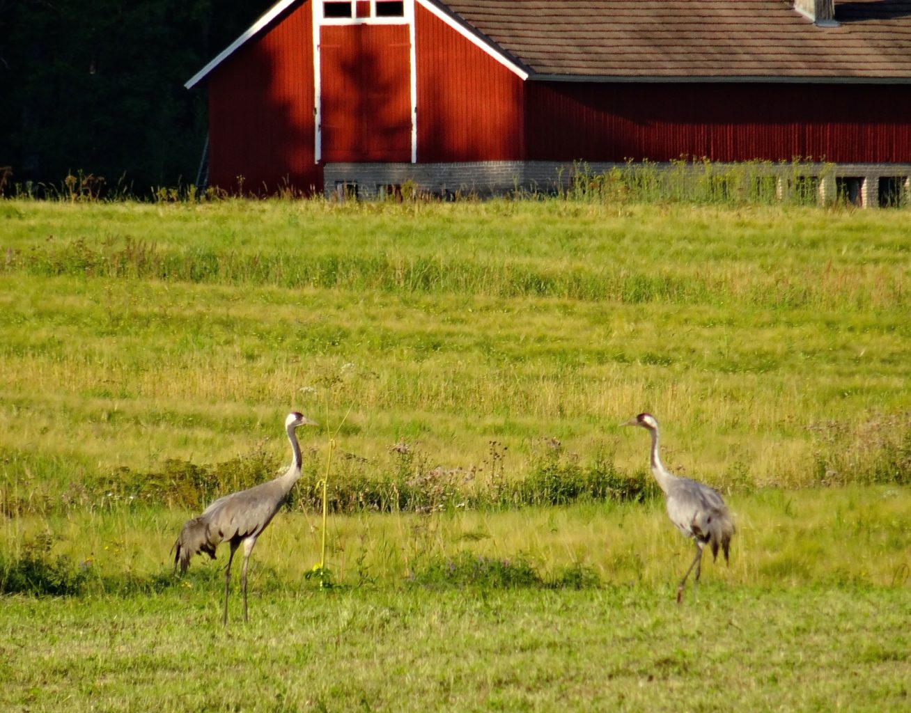 Valokuvaaja: Liisa Niiva-Korpela