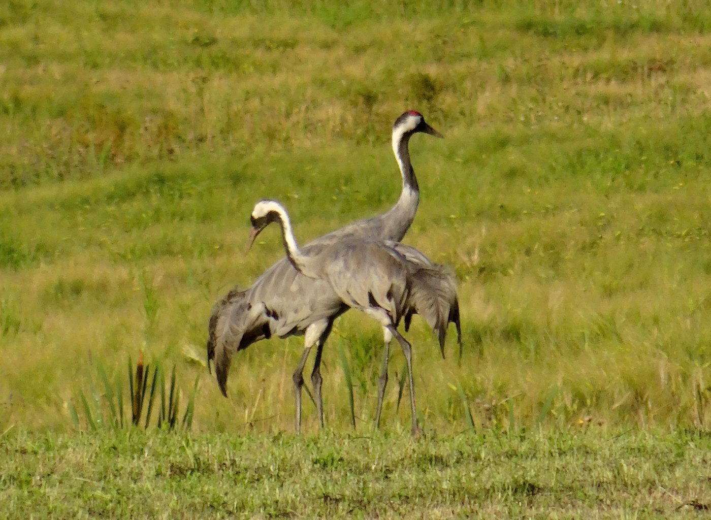 Valokuvaaja: Liisa Niiva-Korpela