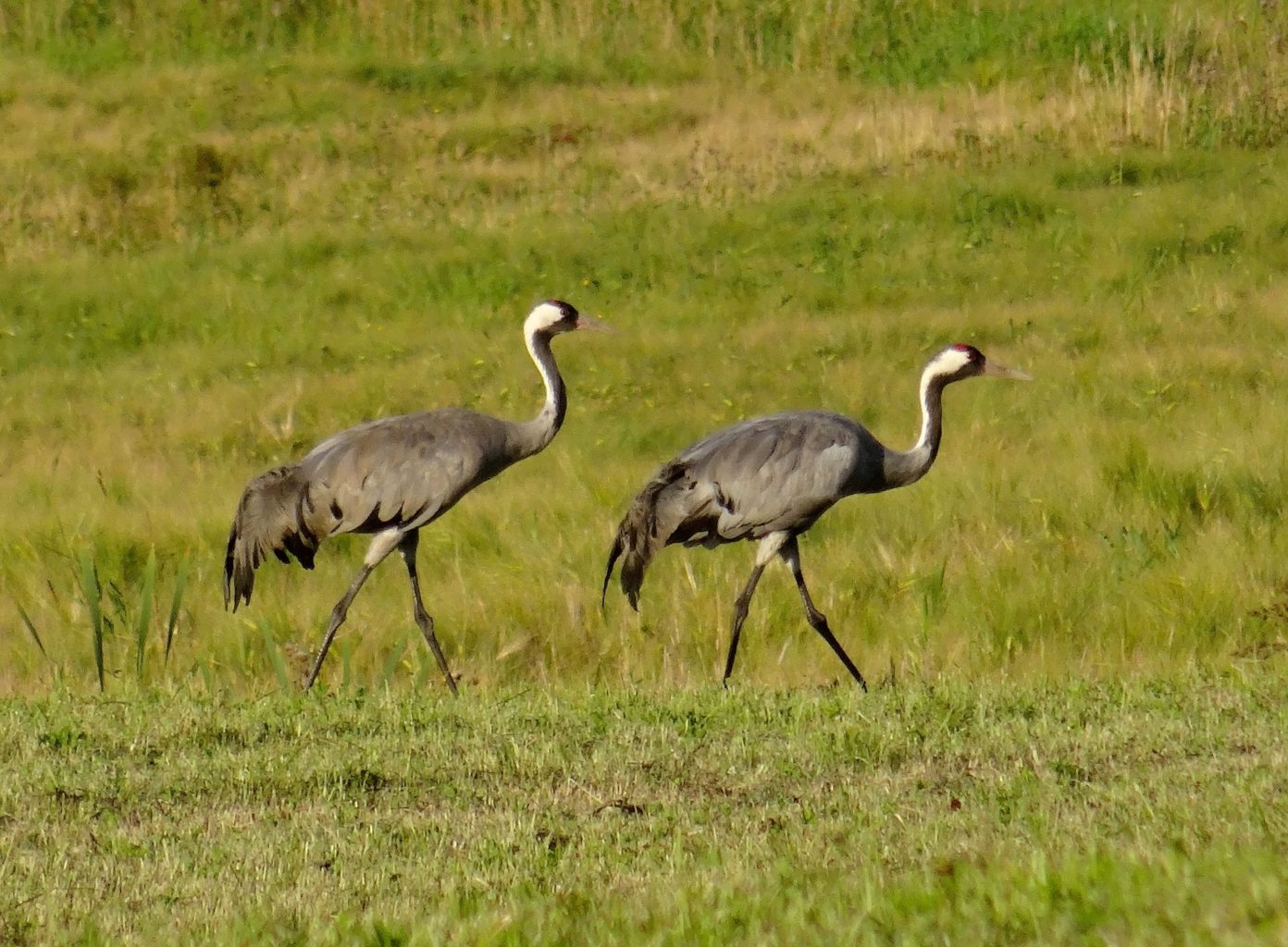 Valokuvaaja: Liisa Niiva-Korpela