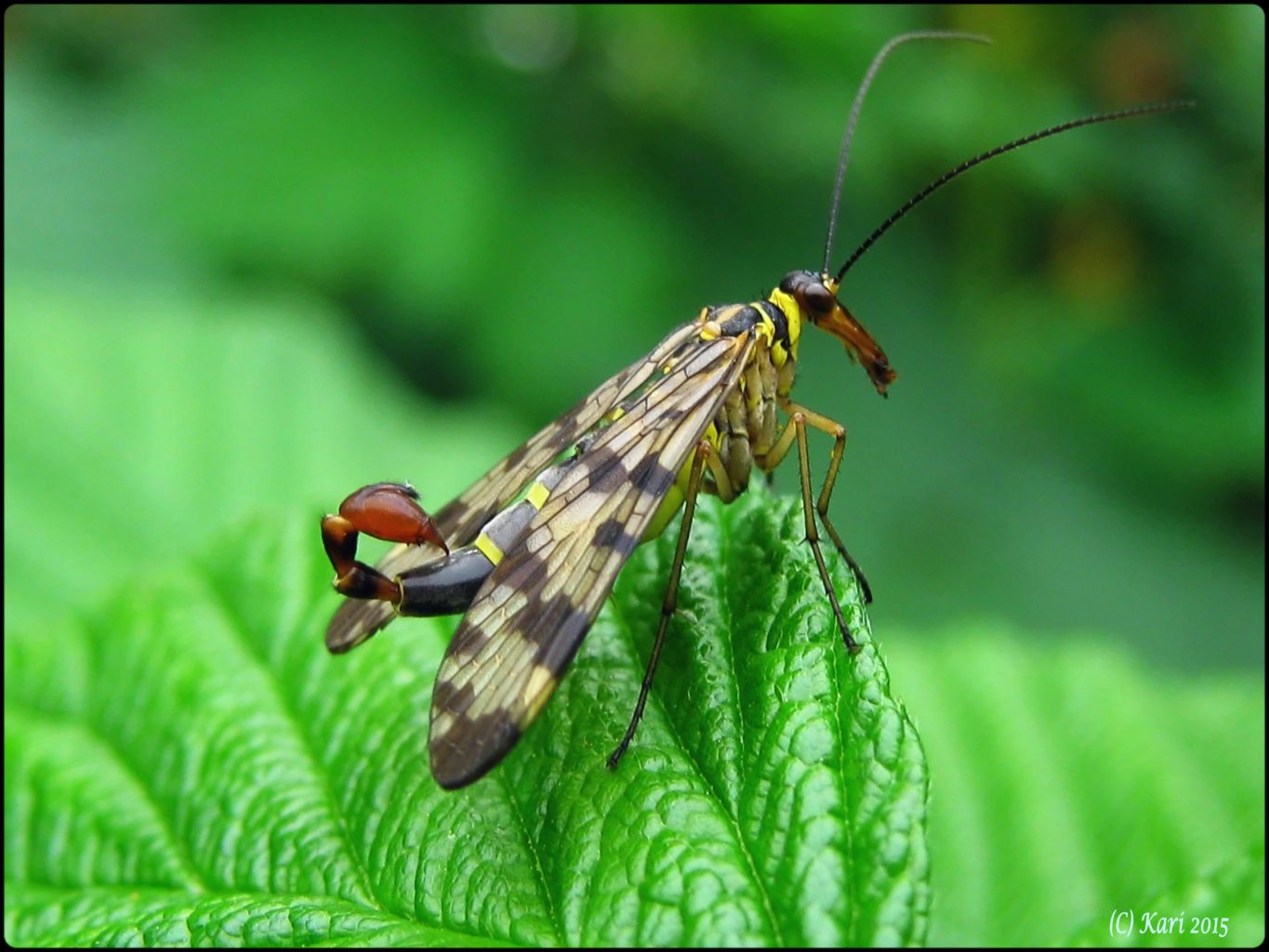 Valokuvaaja: Kari Saarinen
