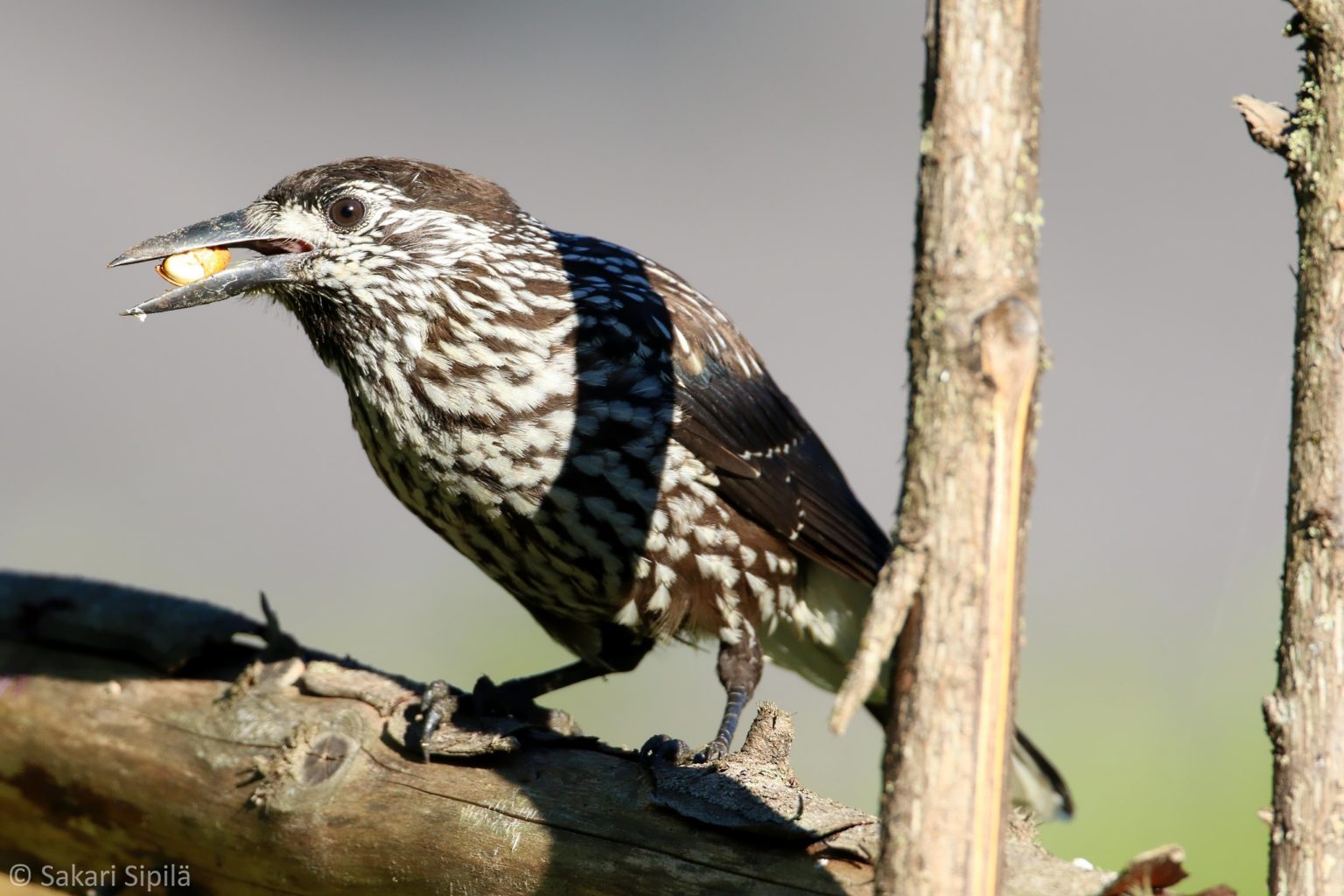 Valokuvaaja: Sakari Sipilä