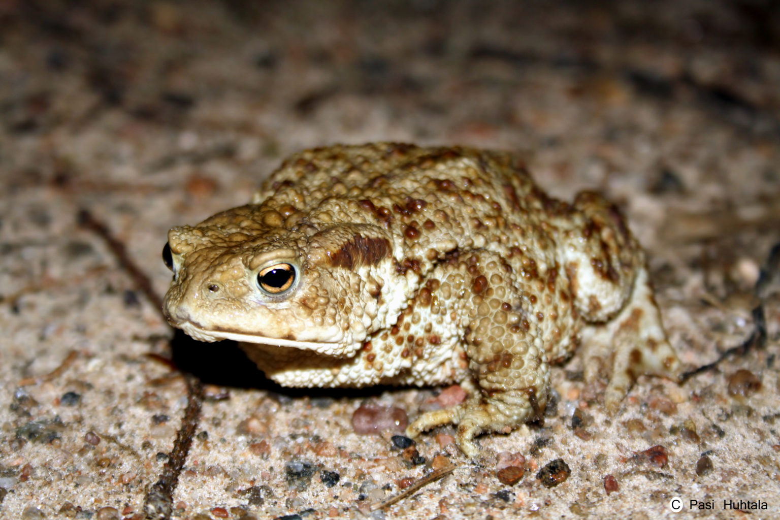 Valokuvaaja: Pasi Huhtala