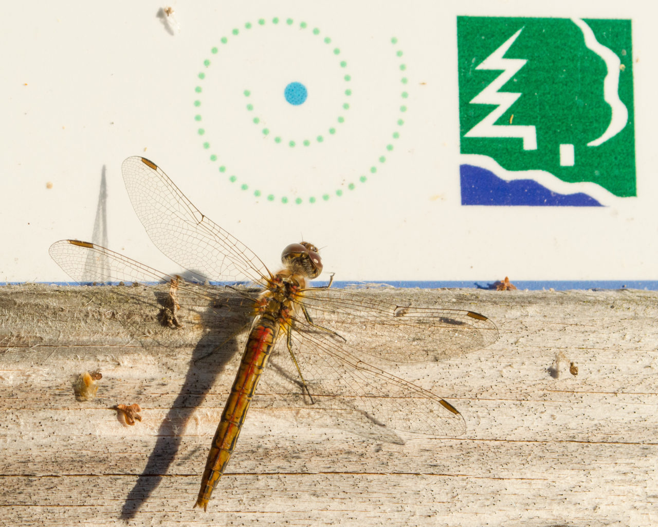 Valokuvaaja: Terho Männistö Valokuvaaja: Terho Männistö