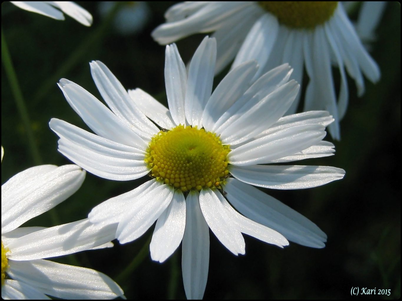 Valokuvaaja: Kari Saarinen