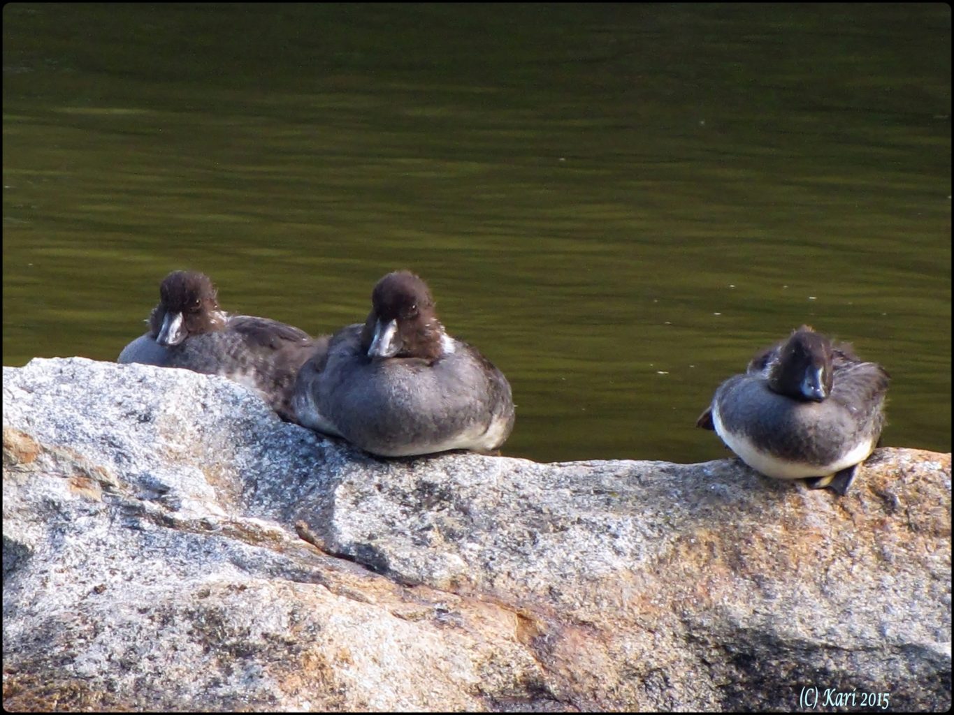 Valokuvaaja: Kari Saarinen Valokuvaaja: Kari Saarinen