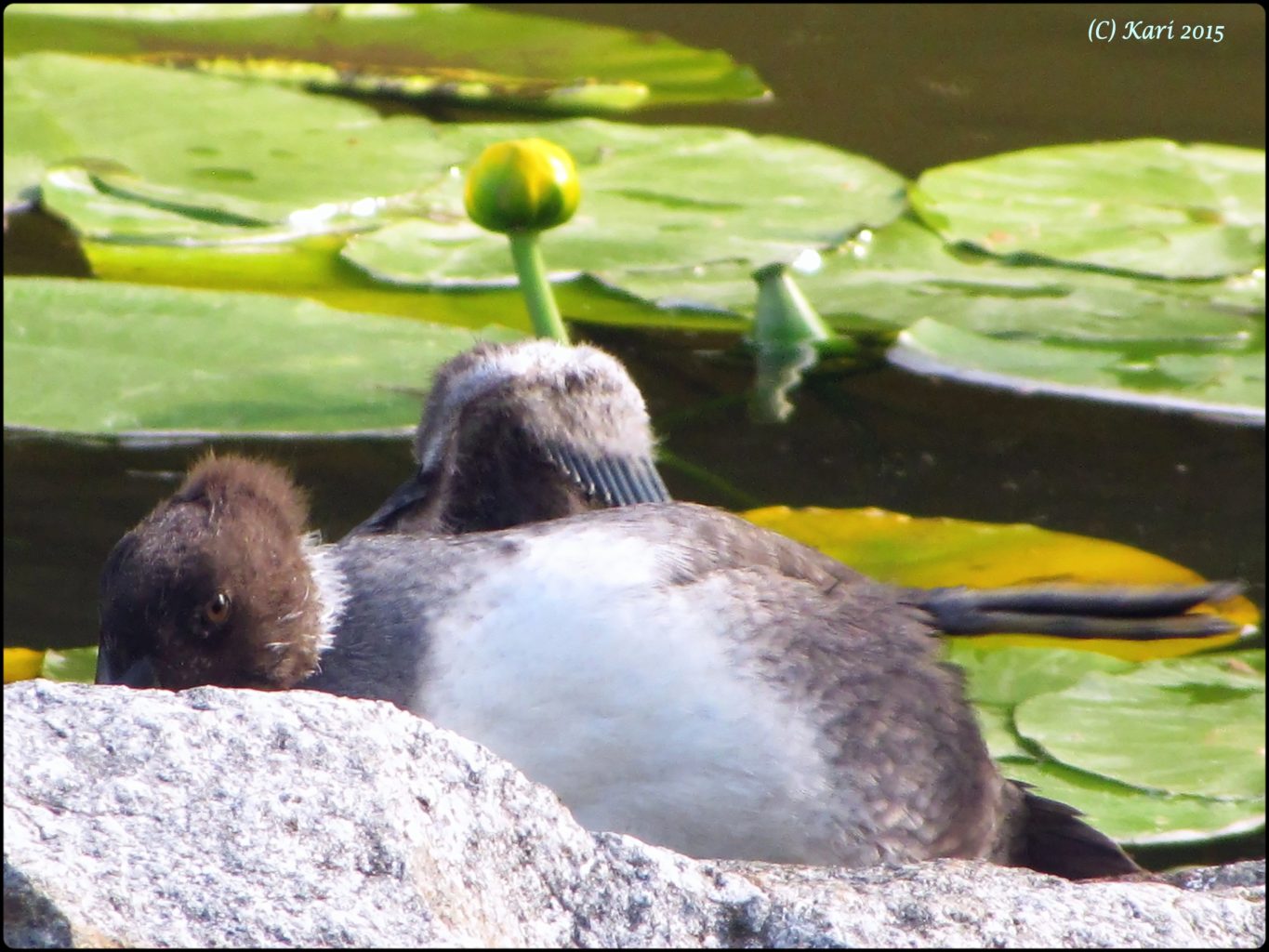 Valokuvaaja: Kari Saarinen