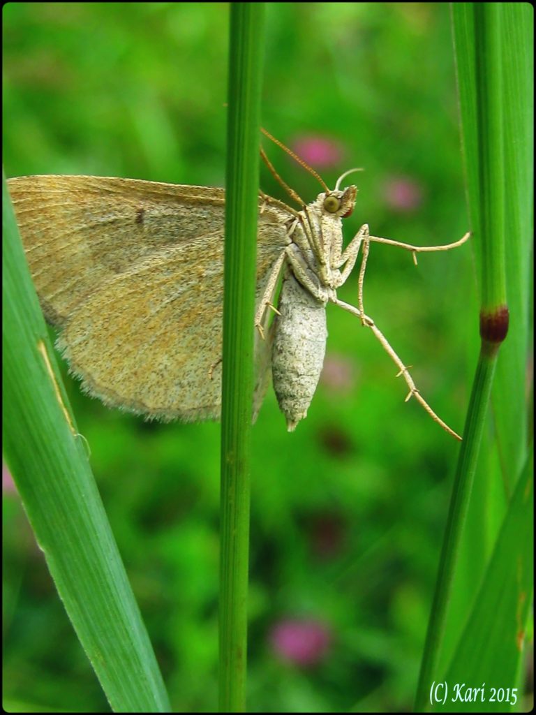 Valokuvaaja: Kari Saarinen