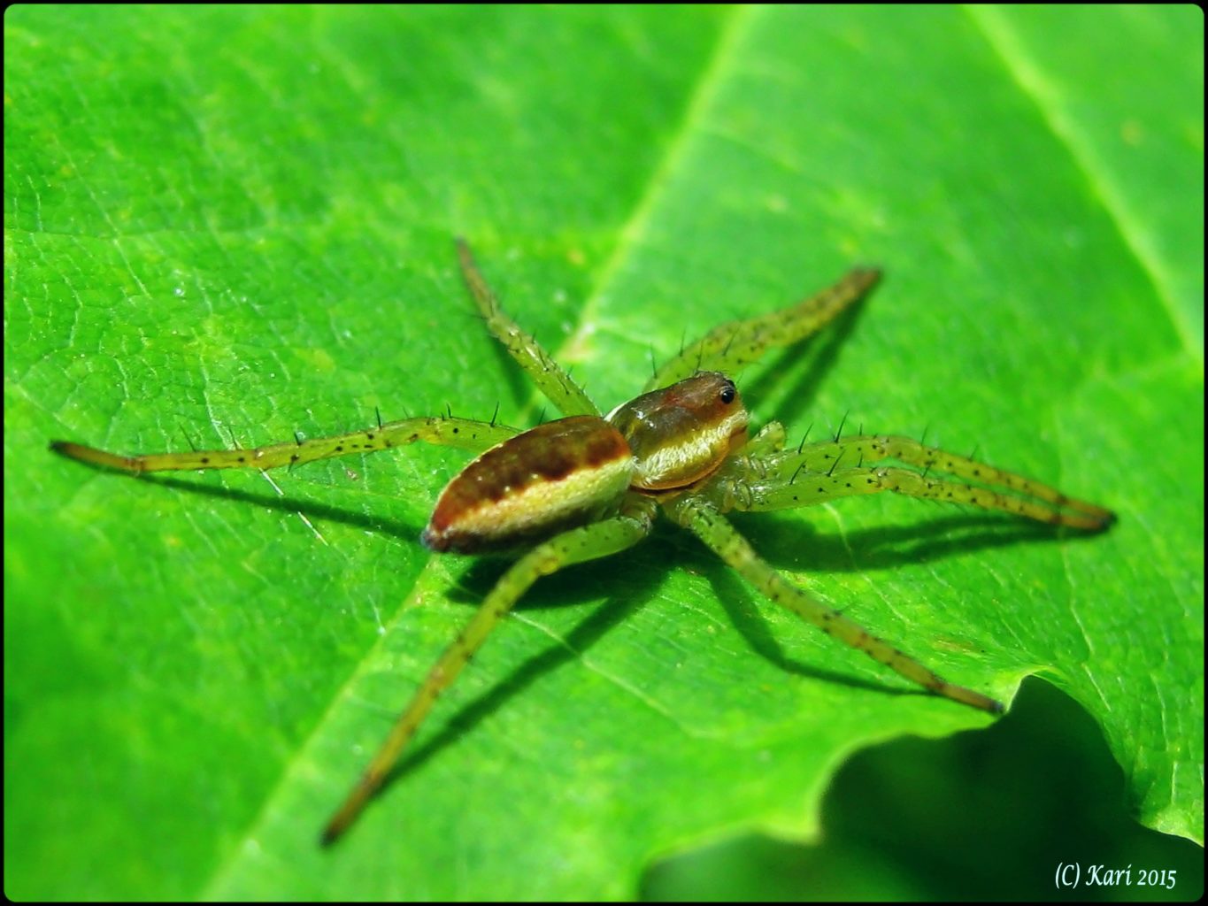 Valokuvaaja: Kari Saarinen