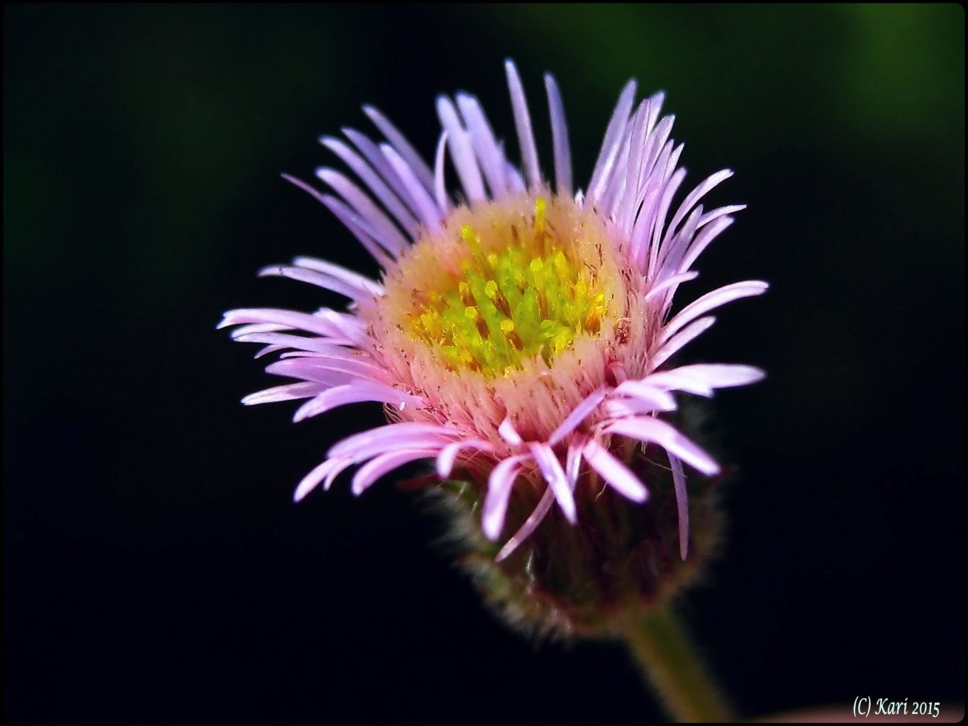 Valokuvaaja: Kari Saarinen