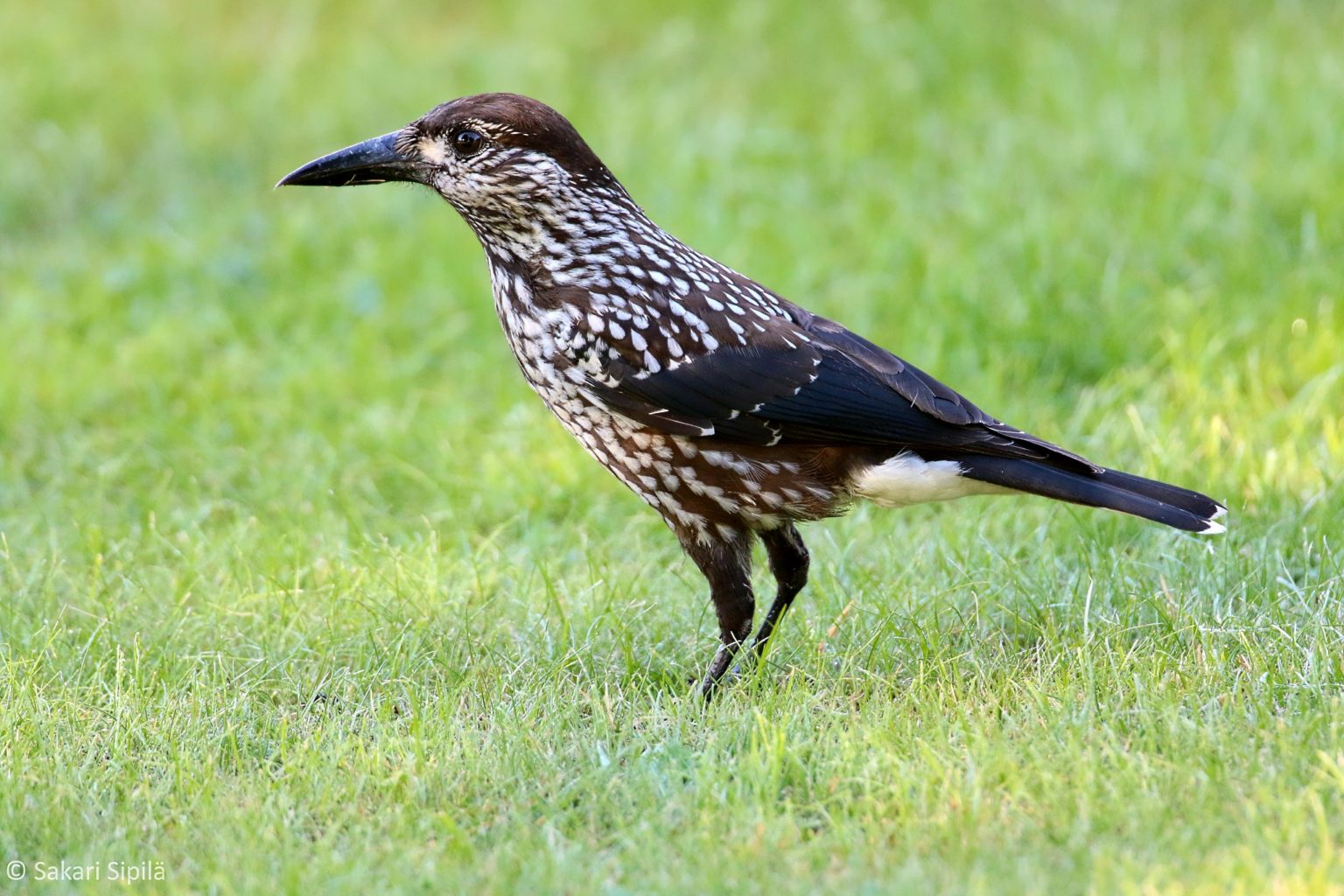 Valokuvaaja: Sakari Sipilä