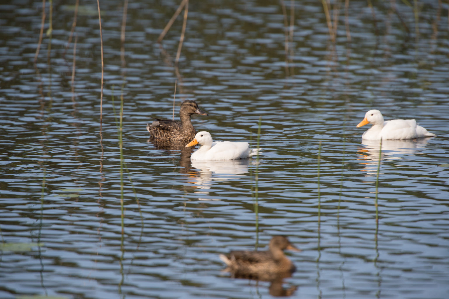 Valokuvaaja: Esa Mertanen