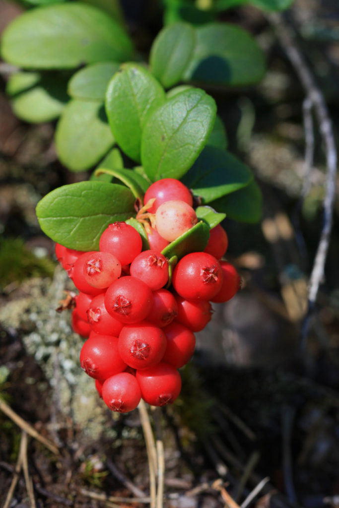 Valokuvaaja: Berndt Hannelius