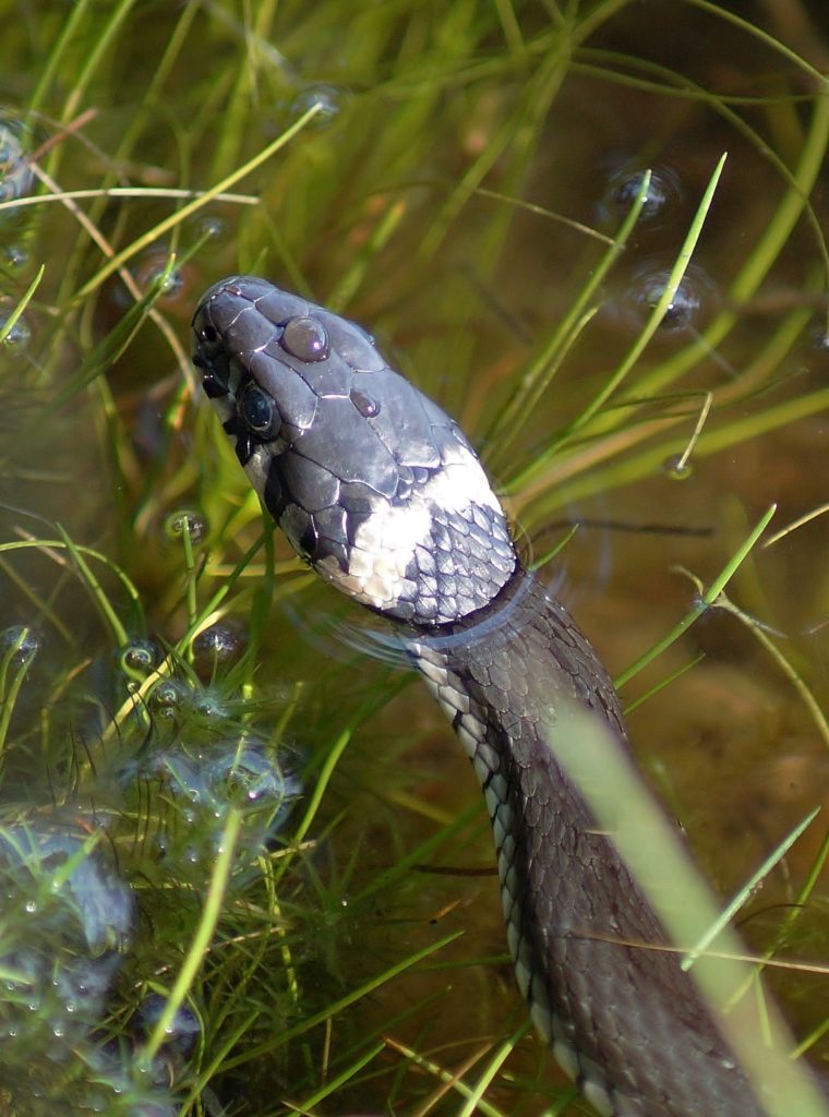Valokuvaaja: Maarit Siitonen