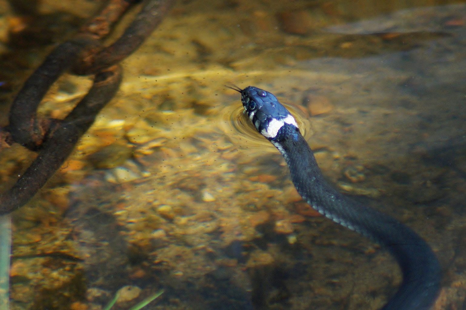 Valokuvaaja: Maarit Siitonen