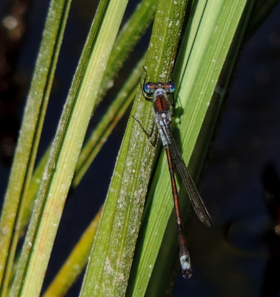 Valokuvaaja: Helena Sytelä