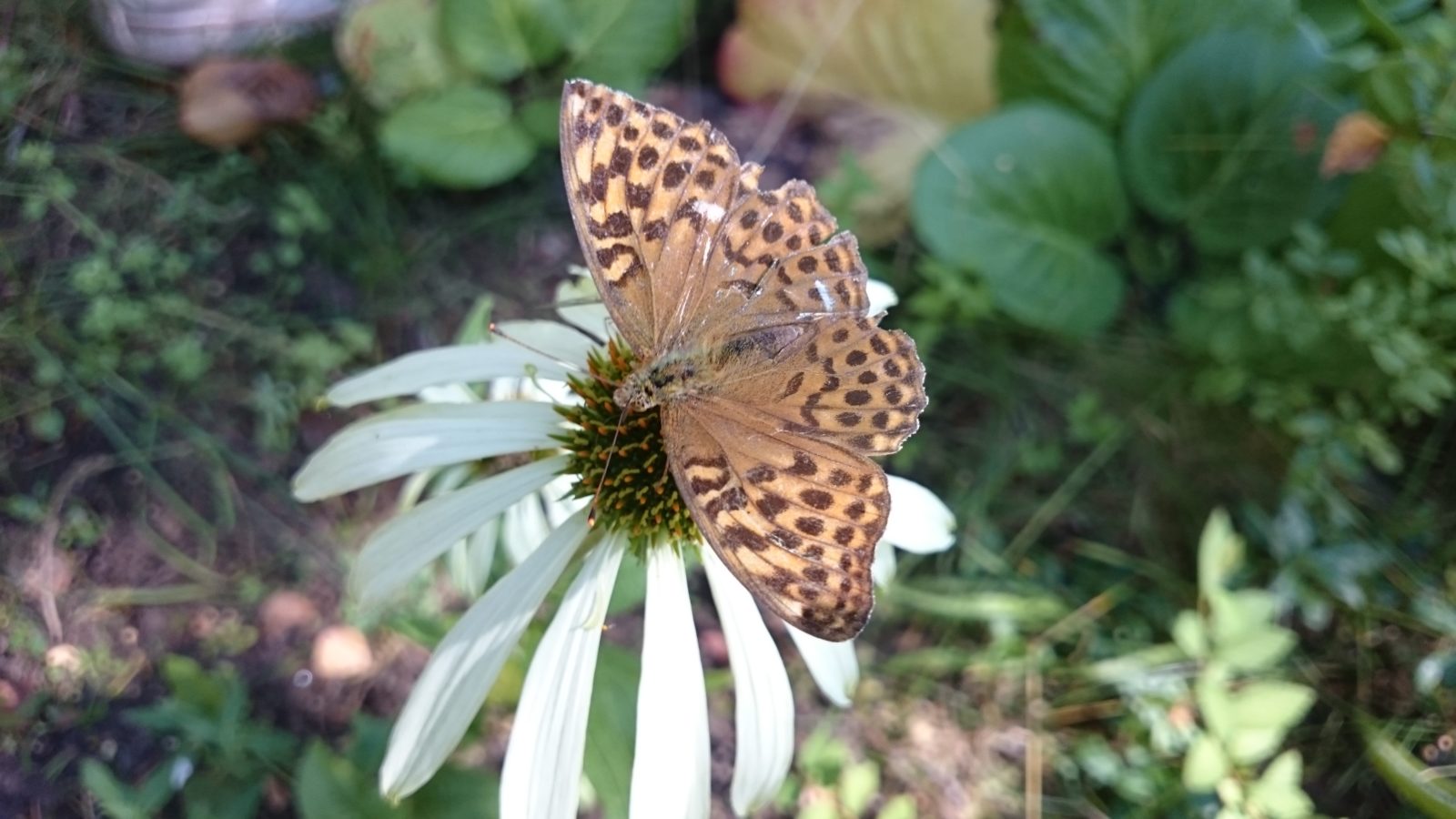 Valokuvaaja: Merja Koivunen