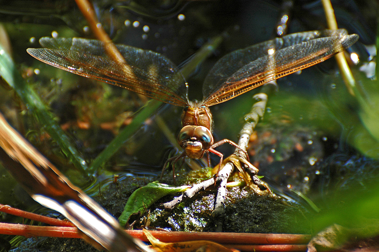 Valokuvaaja: Paavo Siukonen