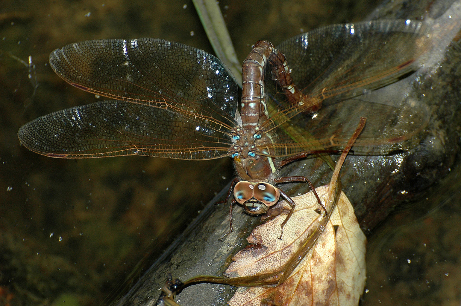Valokuvaaja: Paavo Siukonen Valokuvaaja: Paavo Siukonen
