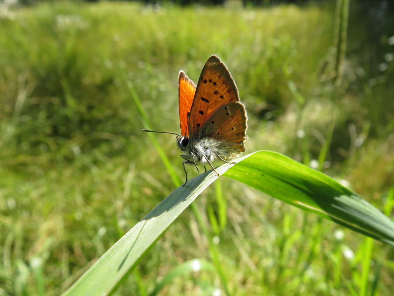 Valokuvaaja: Sirpa Uusi-Uola