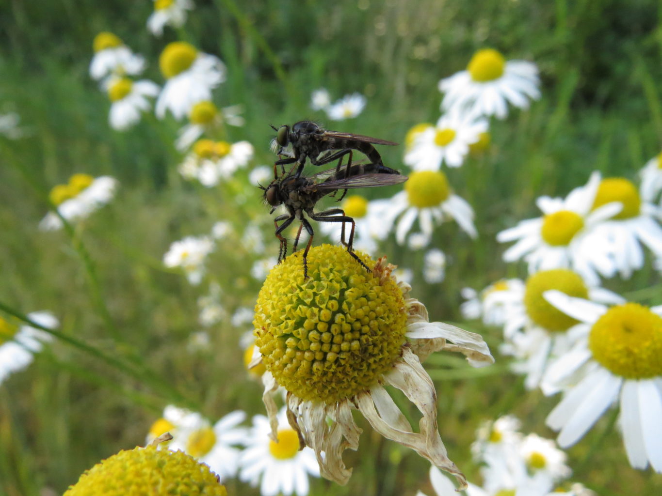 Valokuvaaja: Sirpa Uusi-Uola