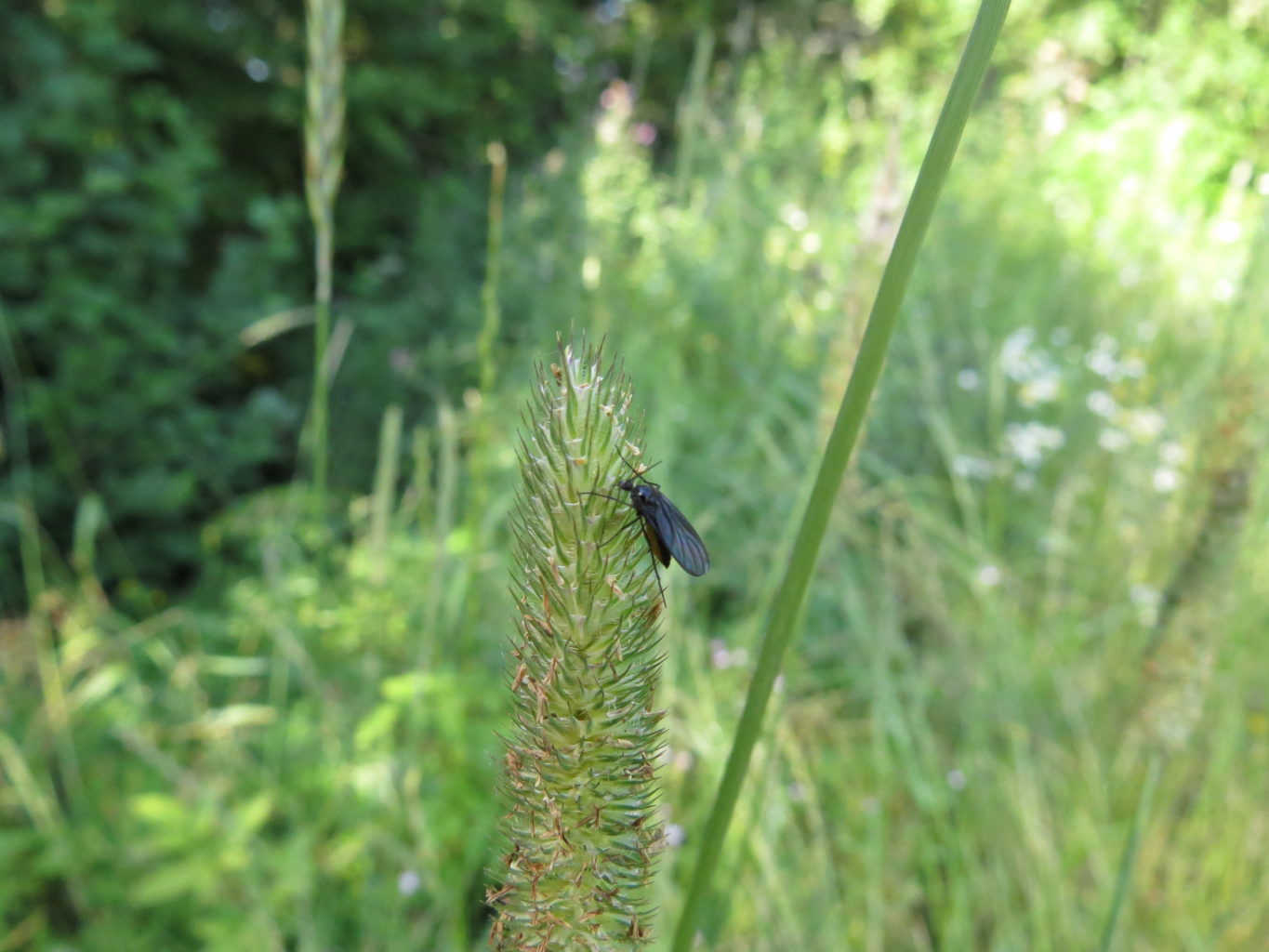 Valokuvaaja: Sirpa Uusi-Uola