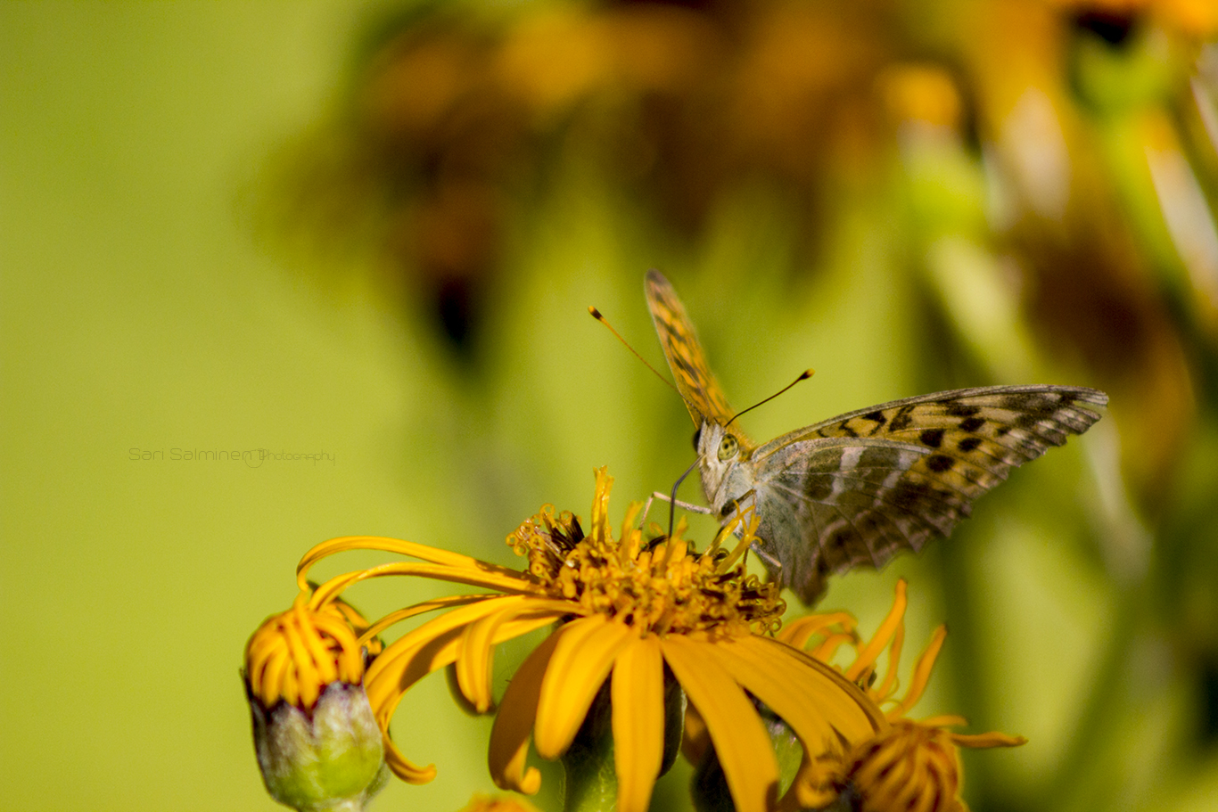 Valokuvaaja: Sari Salminen