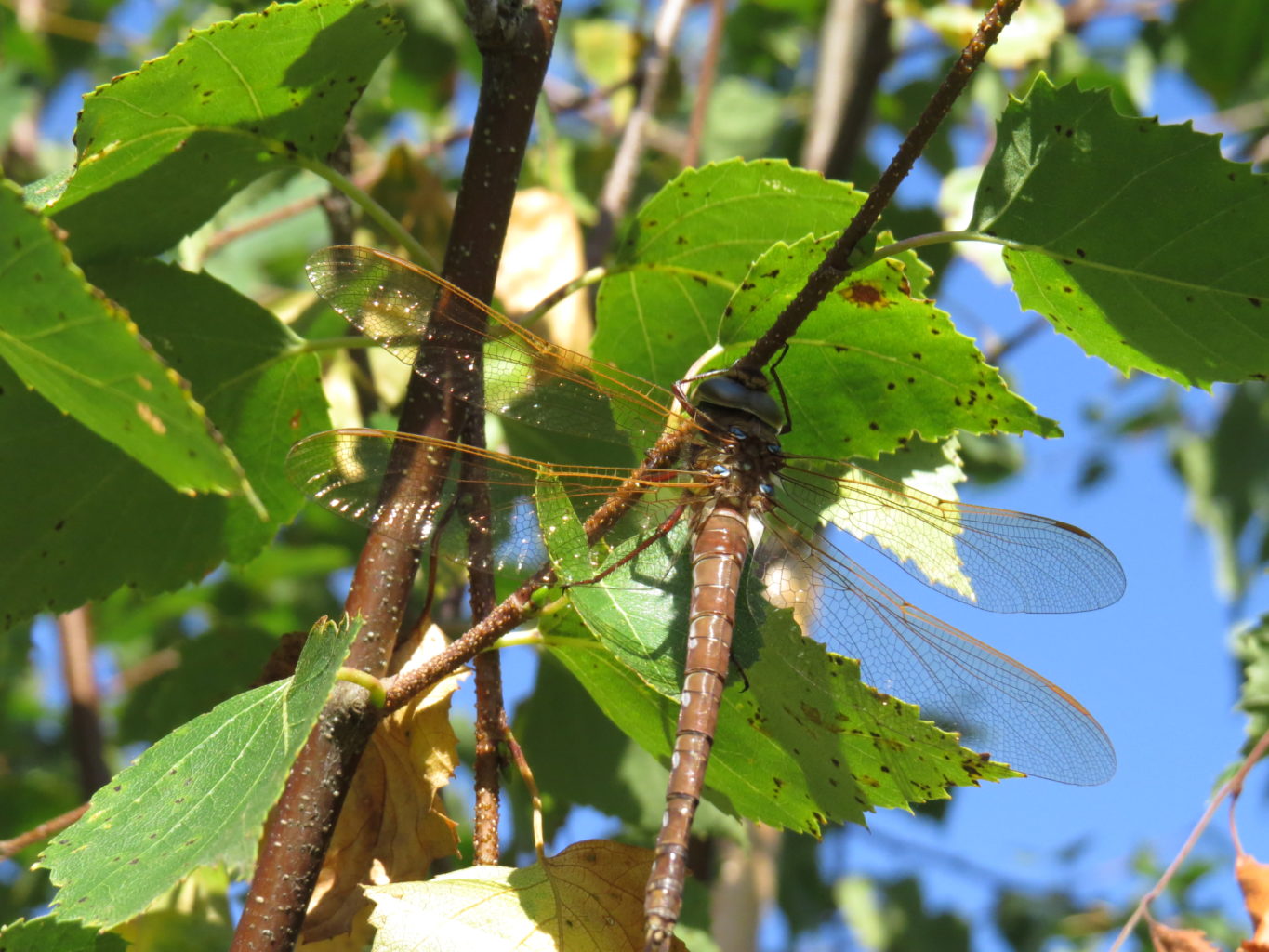 Valokuvaaja: Sirpa Uusi-Uola