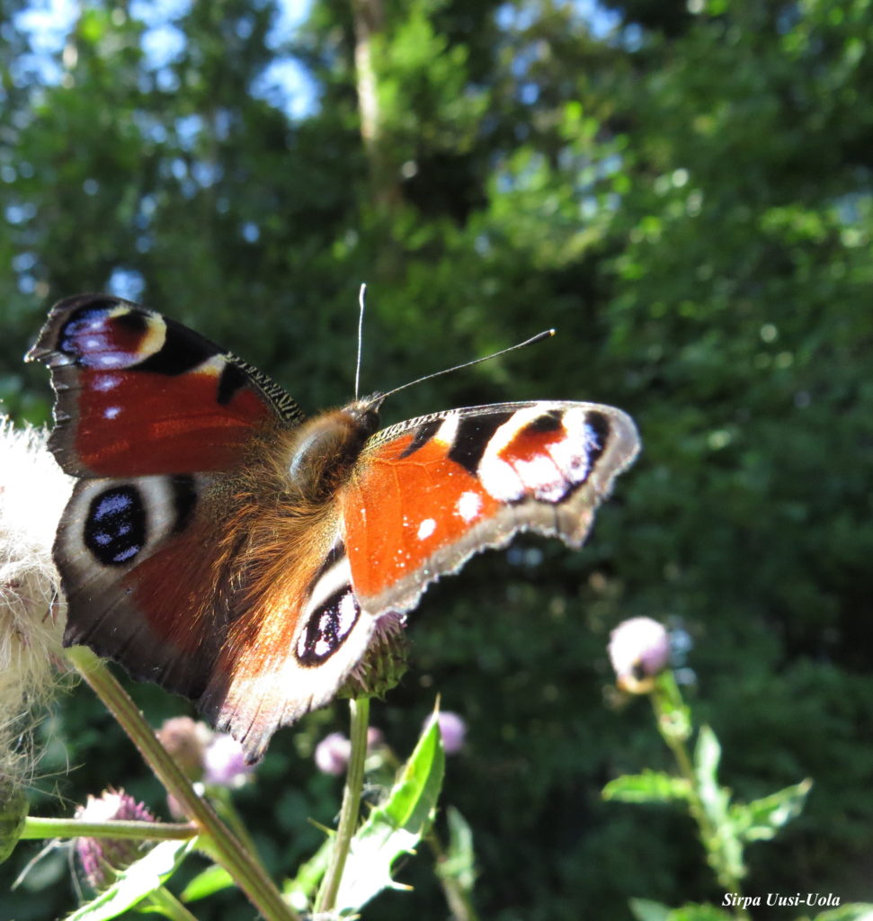 Valokuvaaja: Sirpa Uusi-Uola
