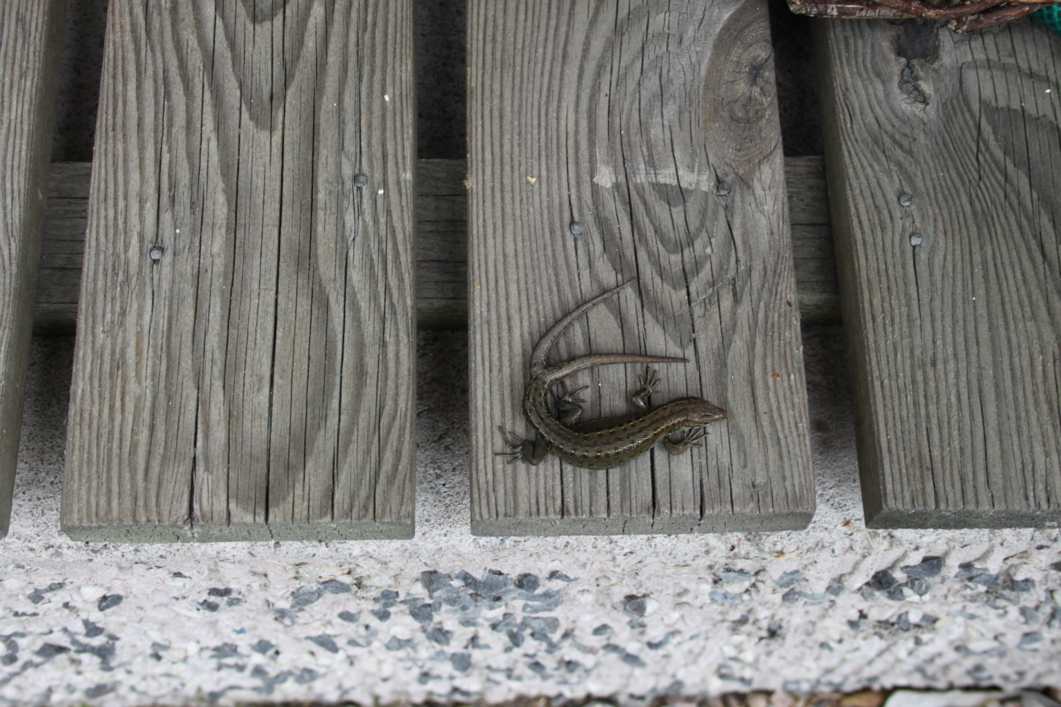 Valokuvaaja: Liisa Jokinen