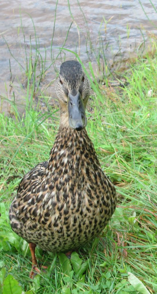 Valokuvaaja: Tuula Makkonen Valokuvaaja: Tuula Makkonen