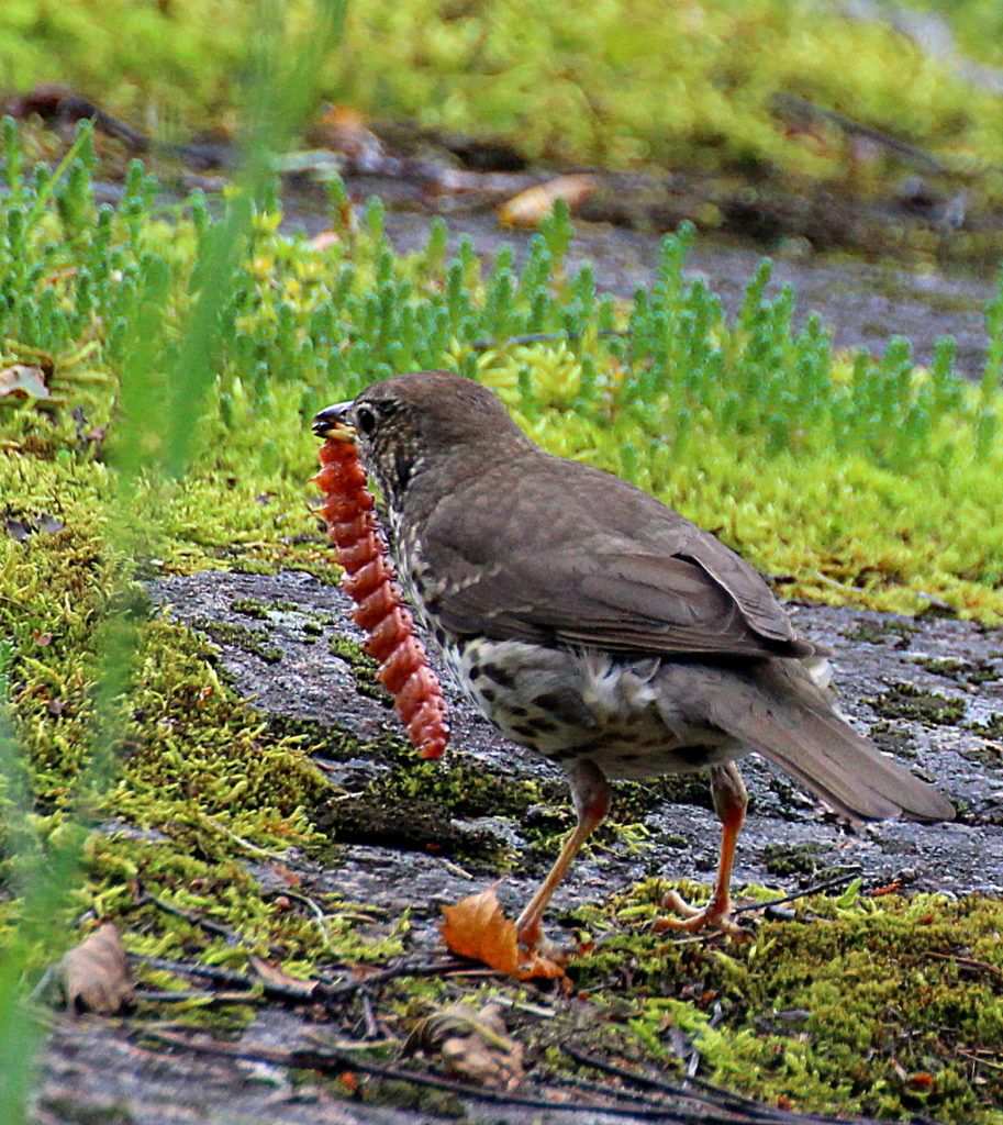 Valokuvaaja: Irja Lehtinen Valokuvaaja: Irja Lehtinen