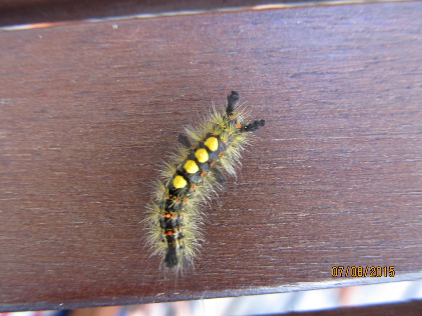 Valokuvaaja: Tuula Makkonen