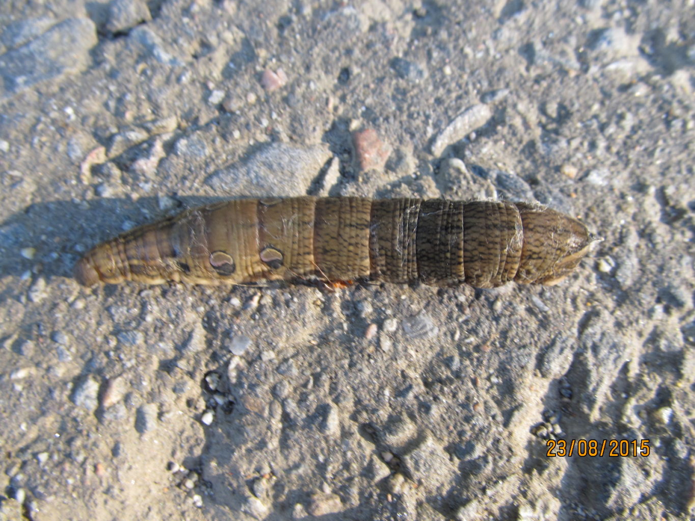 Valokuvaaja: Tuula Makkonen